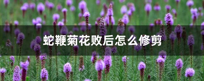 蛇鞭菊花败后怎么修剪 蛇鞭菊花败后怎么修剪
