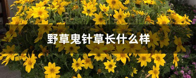 野草鬼针草长什么样 野草鬼针草长什么样