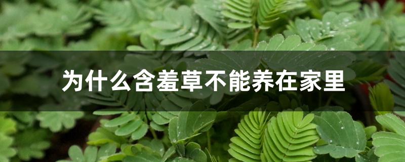 为什么含羞草不能养在家里 为什么含羞草不能养在家里