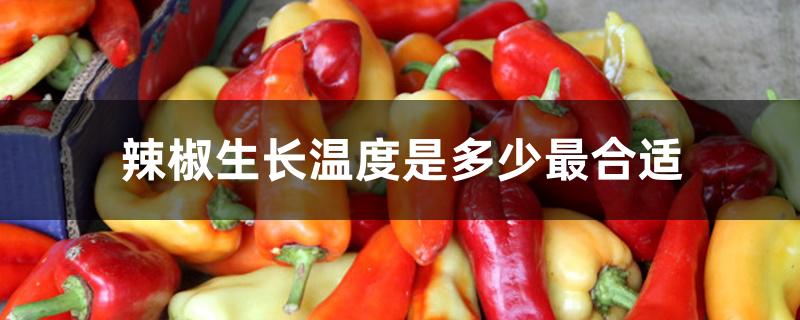 辣椒生长温度是多少最合适 辣椒生长温度是多少最合适