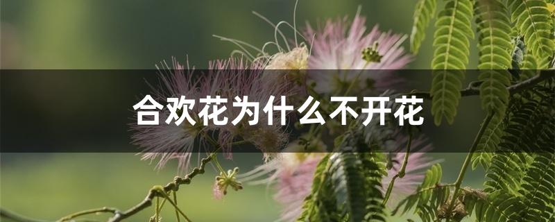 合欢花为什么不开花 合欢花为什么不开花