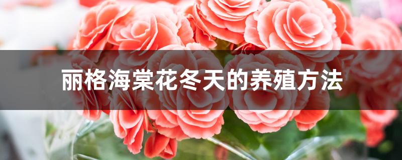 丽格海棠花冬天的养殖方法 丽格海棠花冬天的养殖方法