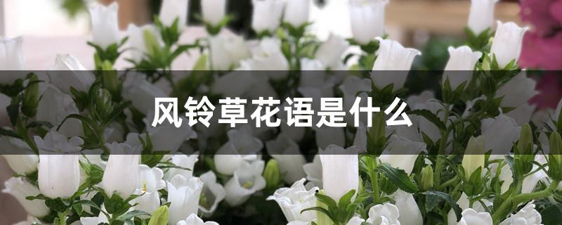 风铃草花语是什么 风铃草花语是什么