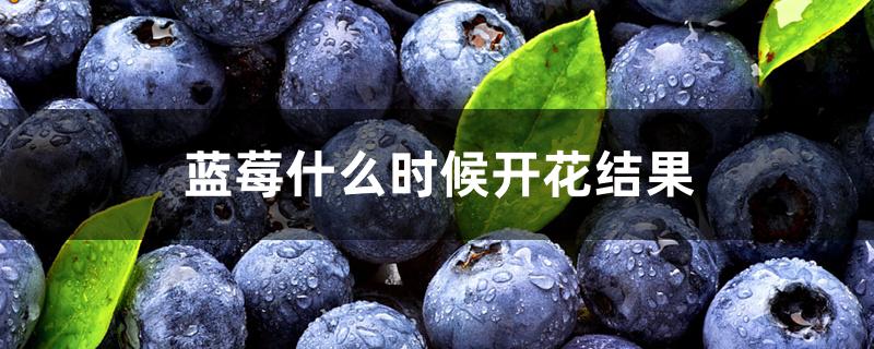 蓝莓什么时候开花结果 蓝莓什么时候开花结果