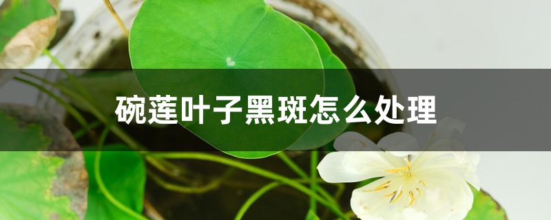 碗莲叶子黑斑怎么处理 碗莲叶子黑斑怎么处理