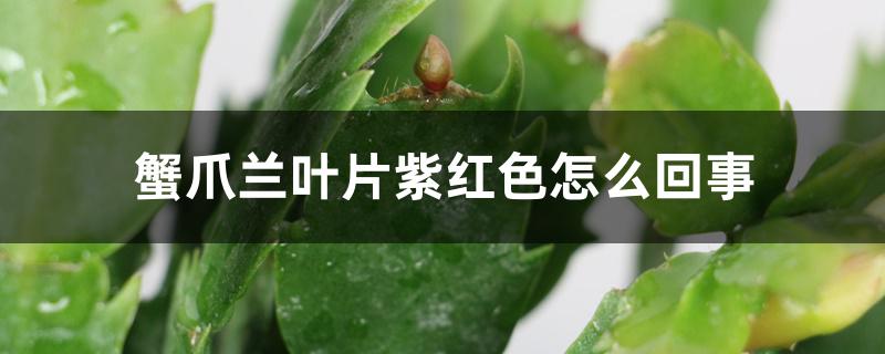 蟹爪兰叶片紫红色怎么回事 蟹爪兰叶片紫红色怎么回事