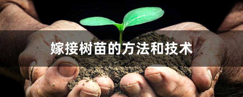 嫁接树苗的方法和技术 嫁接树苗的方法和技术