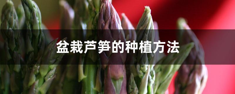盆栽芦笋的种植方法 盆栽芦笋的种植方法