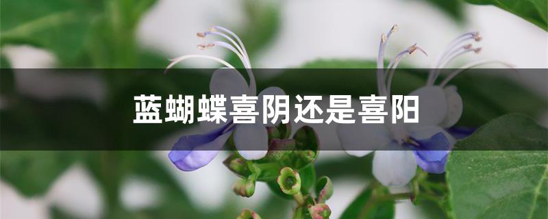 蓝蝴蝶喜阴还是喜阳 蓝蝴蝶喜阴还是喜阳