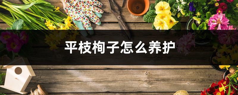 平枝栒子怎么养护 平枝栒子怎么养护