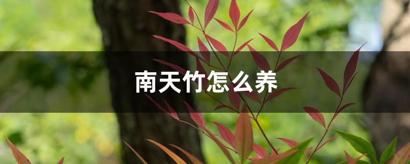 南天竹怎么养 南天竹怎么养