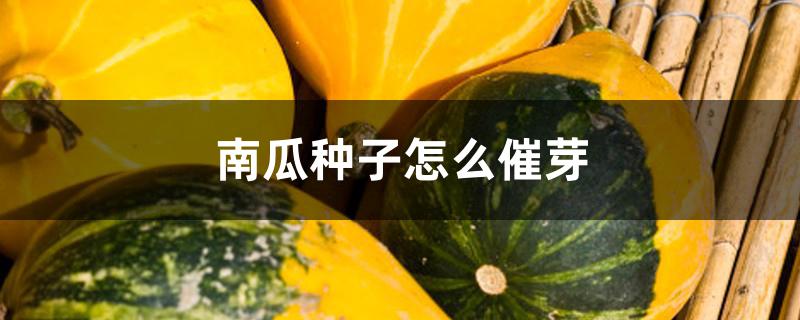南瓜种子怎么催芽 南瓜种子怎么催芽