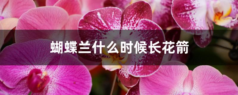 蝴蝶兰什么时候长花箭 蝴蝶兰什么时候长花箭