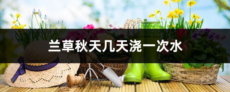 兰草秋天几天浇一次水 兰草秋天几天浇一次水