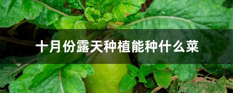 十月份露天种植能种什么菜 十月份露天种植能种什么菜