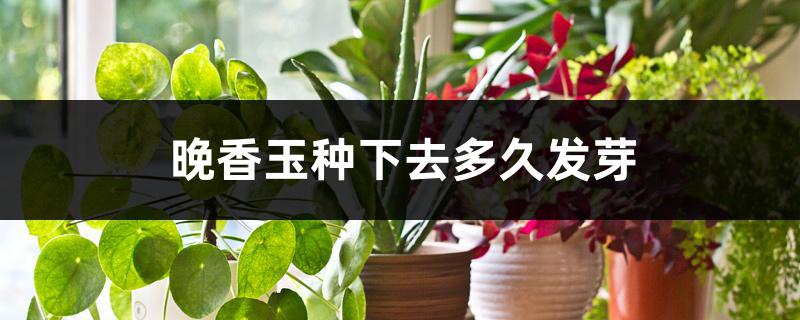 晚香玉种下去多久发芽 晚香玉种下去多久发芽