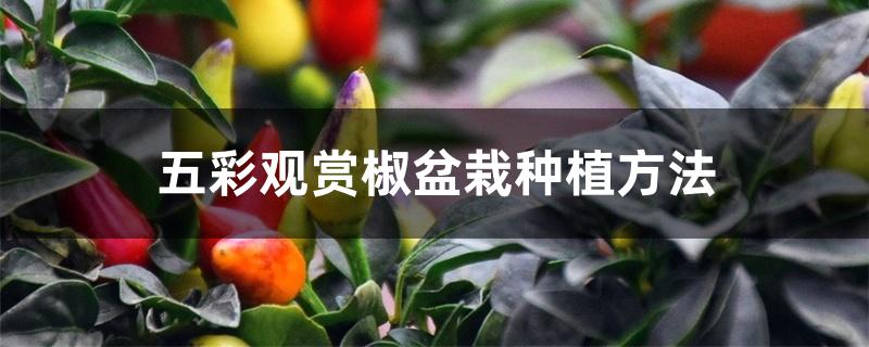 五彩观赏椒盆栽种植方法 五彩观赏椒盆栽种植方法