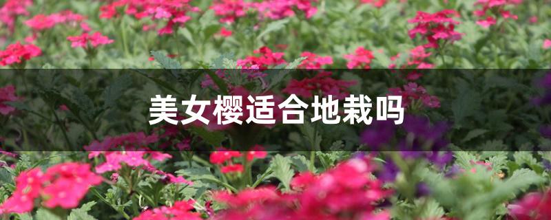 美女樱适合地栽吗 美女樱适合地栽吗