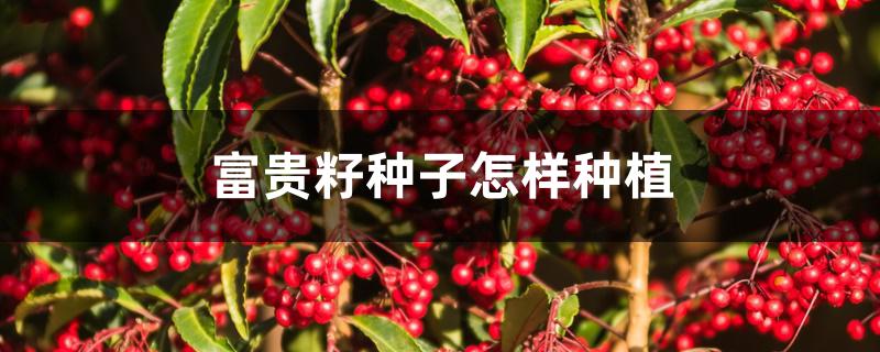 富贵籽种子怎样种植 富贵籽种子怎样种植