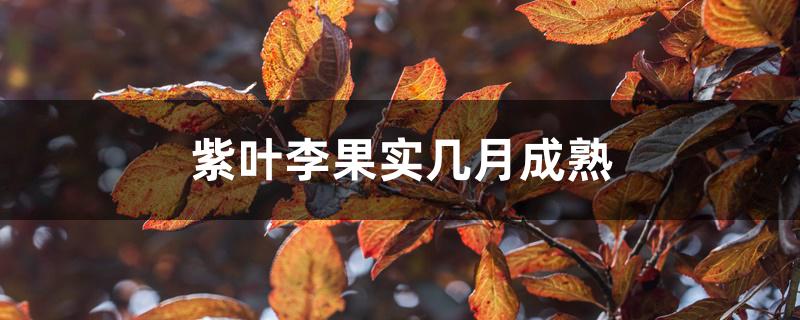 紫叶李果实几月成熟 紫叶李果实几月成熟