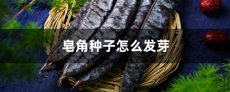 皂角种子怎么发芽 皂角种子怎么发芽