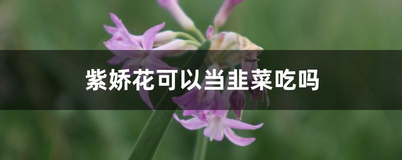 紫娇花可以当韭菜吃吗 紫娇花可以当韭菜吃吗