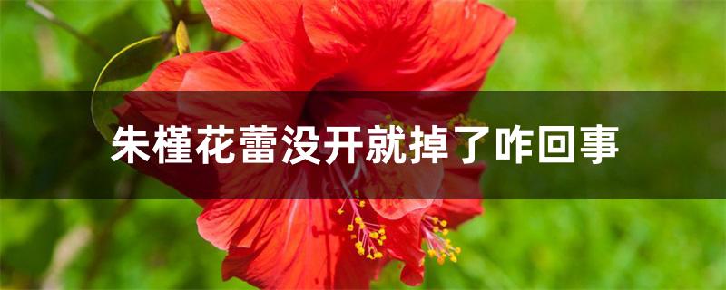 朱槿花蕾没开就掉了咋回事 朱槿花蕾没开就掉了咋回事