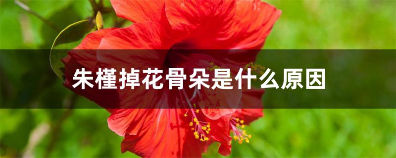 朱槿掉花骨朵是什么原因 朱槿掉花骨朵是什么原因