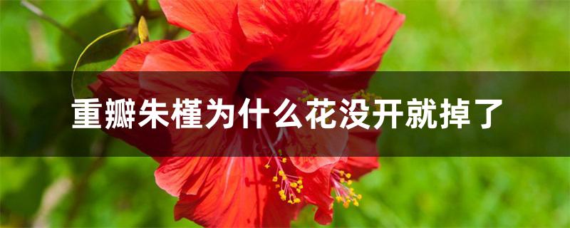 重瓣朱槿为什么花没开就掉了 重瓣朱槿为什么花没开就掉了