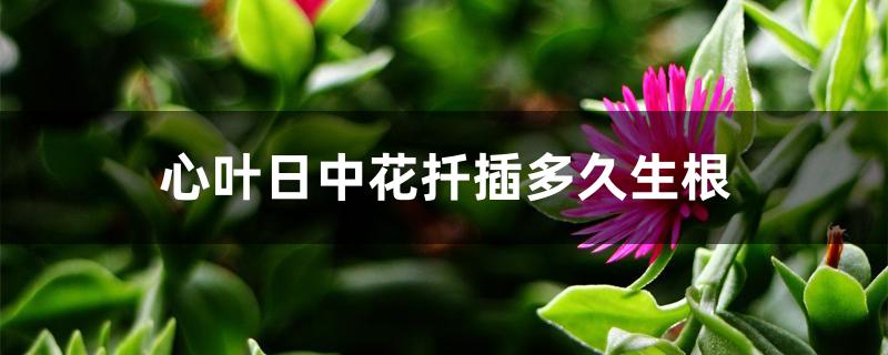 心叶日中花扦插多久生根 心叶日中花扦插多久生根
