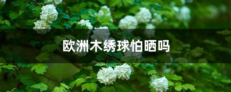 欧洲木绣球怕晒吗 欧洲木绣球怕晒吗