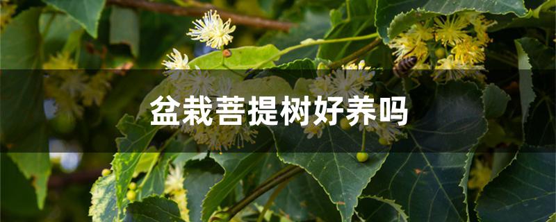 盆栽菩提树好养吗 盆栽菩提树好养吗