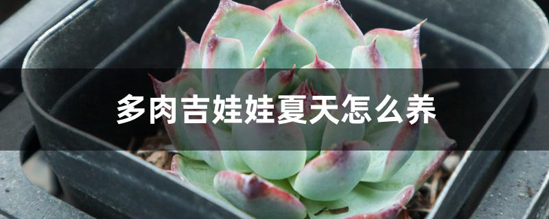 多肉吉娃娃夏天怎么养 多肉吉娃娃夏天怎么养