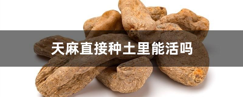 天麻直接种土里能活吗 天麻直接种土里能活吗