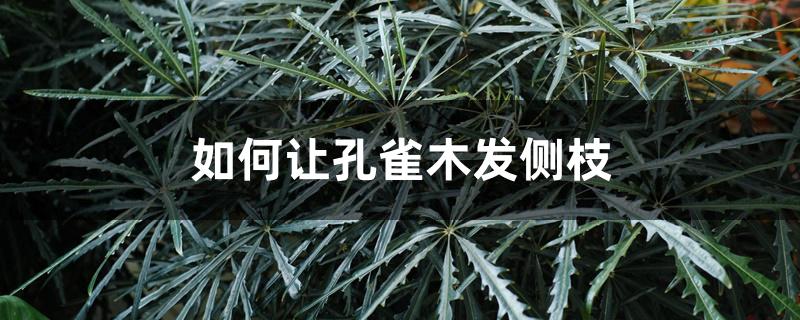 如何让孔雀木发侧枝 如何让孔雀木发侧枝