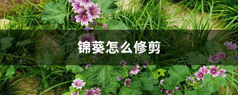 锦葵怎么修剪 锦葵怎么修剪