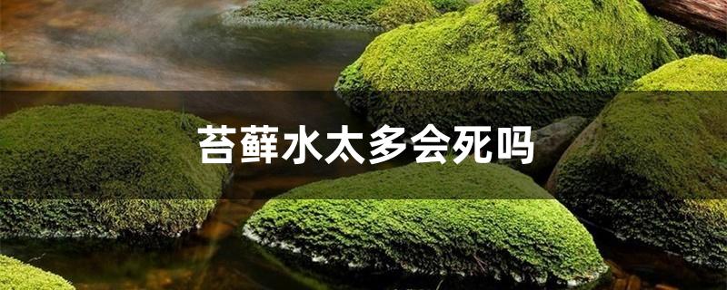苔藓水太多会死吗 苔藓水太多会死吗