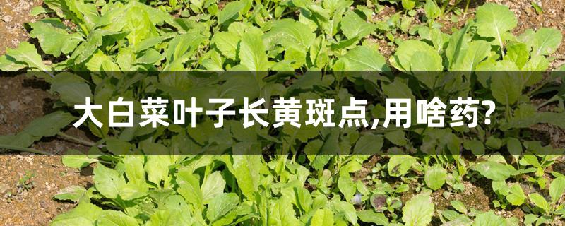 大白菜叶子长黄斑点,用啥药? 大白菜叶子长黄斑点,用啥药?