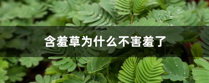 含羞草为什么不害羞了 含羞草为什么不害羞了
