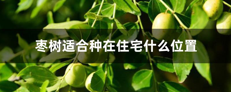 枣树适合种在住宅什么位置 枣树适合种在住宅什么位置