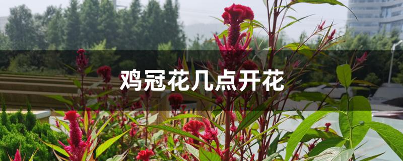 鸡冠花几点开花 鸡冠花几点开花