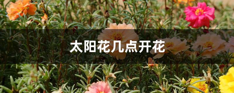 太阳花几点开花 太阳花几点开花