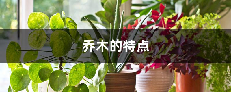 乔木的特点 乔木的特点