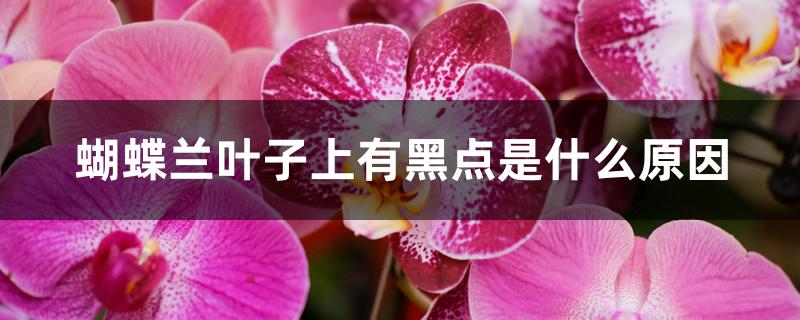 蝴蝶兰叶子上有黑点是什么原因 蝴蝶兰叶子上有黑点是什么原因