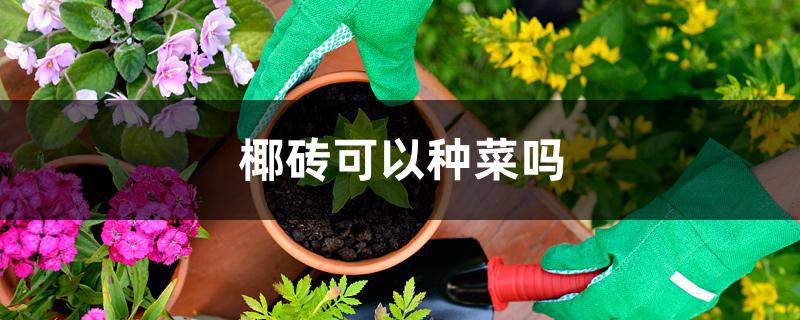 椰砖可以种菜吗 椰砖可以种菜吗
