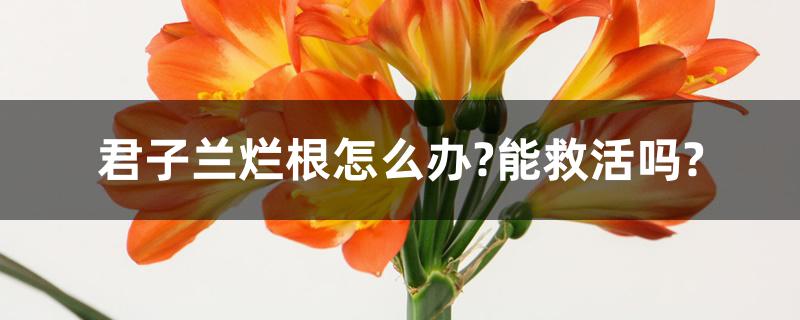 君子兰烂根怎么办?能救活吗? 君子兰烂根怎么办?能救活吗?