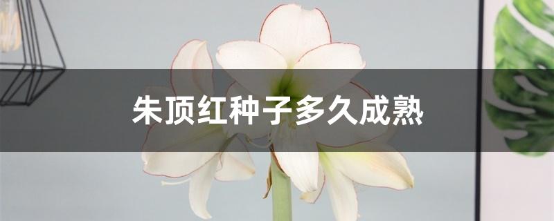 朱顶红种子多久成熟 朱顶红种子多久成熟