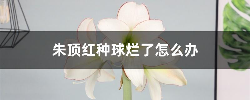 朱顶红种球烂了怎么办 朱顶红种球烂了怎么办