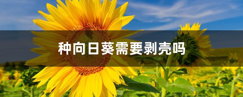 种向日葵需要剥壳吗 种向日葵需要剥壳吗
