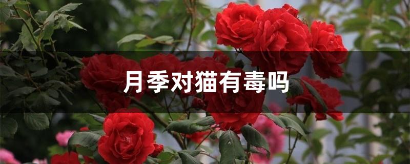 月季对猫有毒吗 月季对猫有毒吗